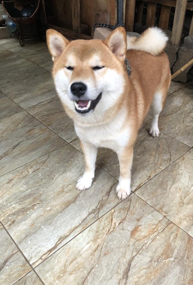 ขายชิบะแท้สีน้ำตาลแดง 3