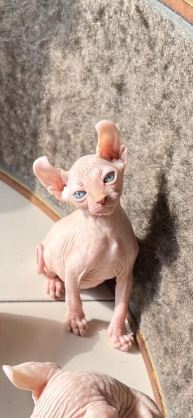 ลูกเเมวสฟิงซ์ตัวผู้ ขายาวหูพลิก รูปย่อยที่ 2