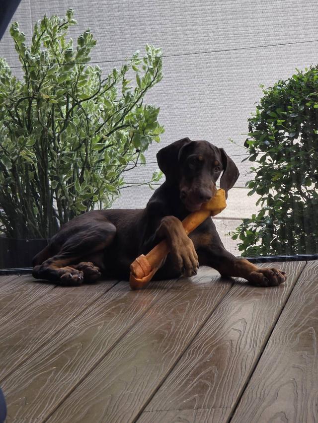 ลูกหมา Doberman Pure Bred Champion Line เพศเมีย สีแดง มี 3 ตัว มี Pedigree/Certificate ตัดหางแล้ว รูปย่อยที่ 1