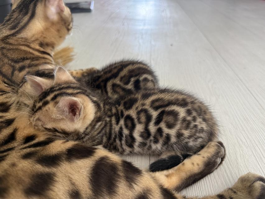 แมววเบงกอลสายพันธุ์แท้