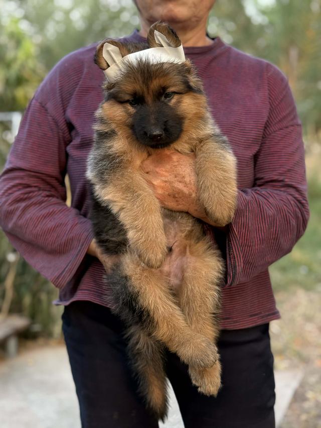 สุนัขเยอรมันเชพเพิร์ด หรือ แอลเซเชียน เป็นสายพันธุ์สุนัขสายพันธุ์หนึ่งที่มีถิ่นกำเนิดในประเทศเยอรมนี รูปที่ 3