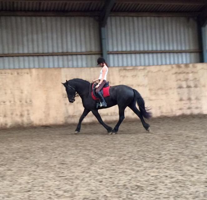 Friesian Horse for sale รูปที่ 3