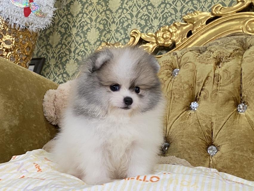 ลูกปอมแท้ อ้วนกลม ขนแน่นฟู หมีๆ พร้อมย้ายบ้าน 3