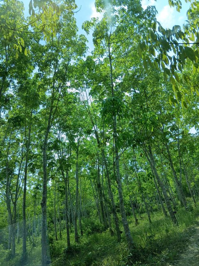 ที่ดิน สวนยางพร้อมกรีด จำนวน 10 ไร่ 4