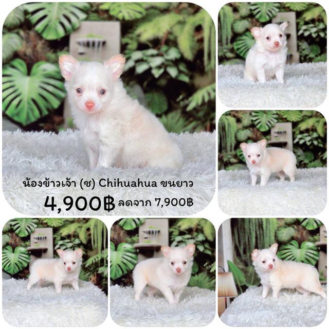 ชิวาวาแท้ เพศผู้ ขนยาว