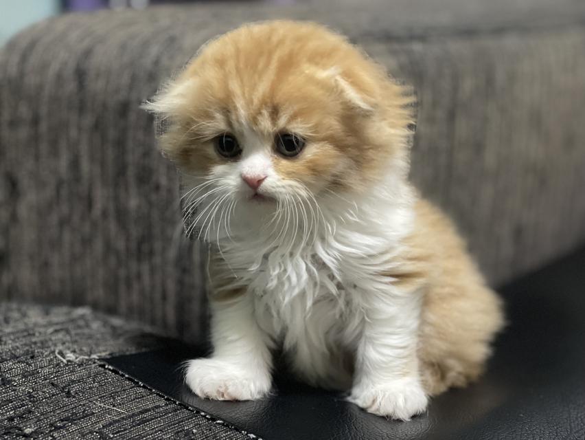 น้องส้มมงคล-เพศผู้(เกิด19/9/68)