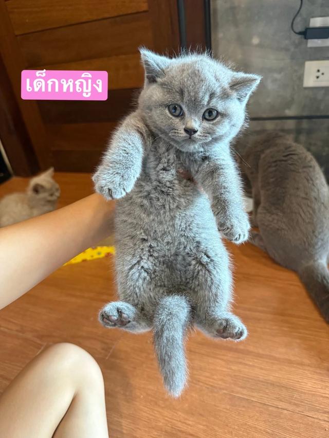 British Shorthair เด็กหญิง1 เด็กชาย1