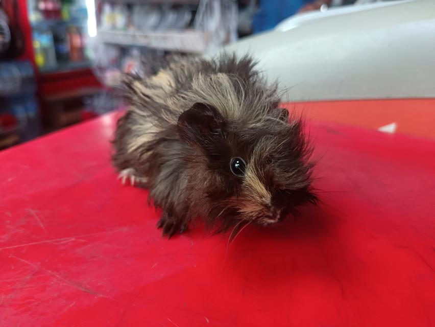 แกส​บี้​สายพันธุ์​ขวัญ​