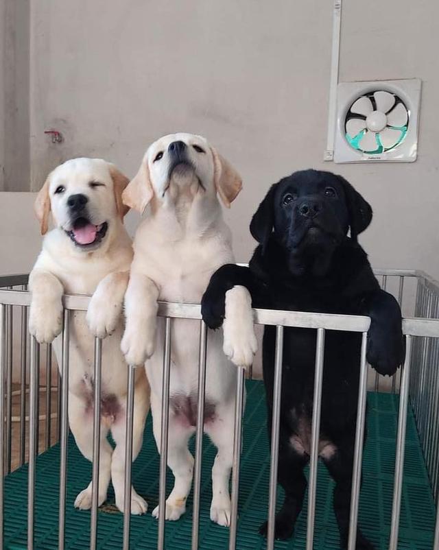 Labrador Puppies | WhatsApp me : +66 63 826 3042 รูปที่ 2