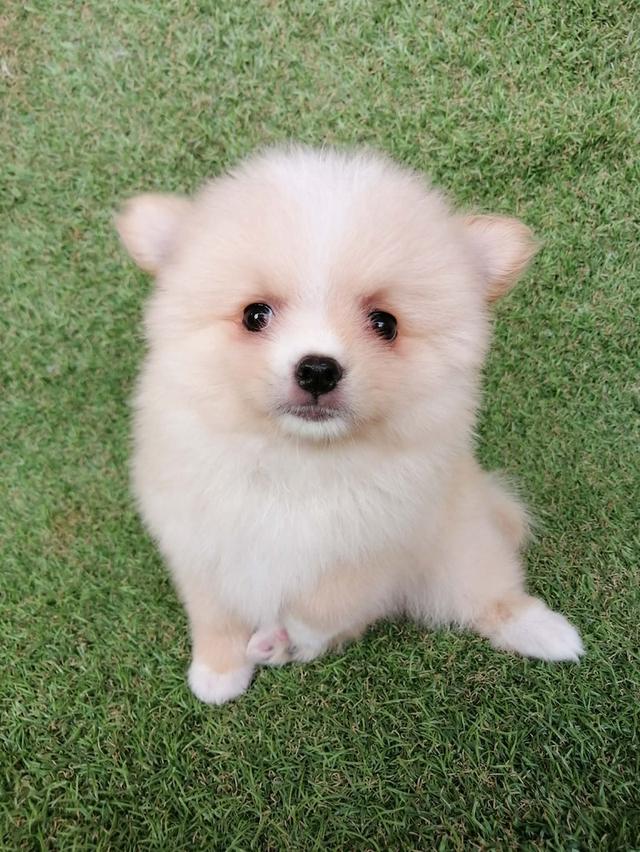 ปอมเเท้ เพศเมีย พร้อมย้าย