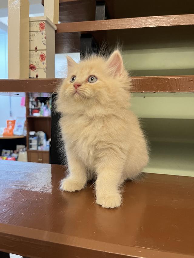 แมวเปอร์เซีย สีส้ม สีครีมเสือ แท้ รูปที่ 15