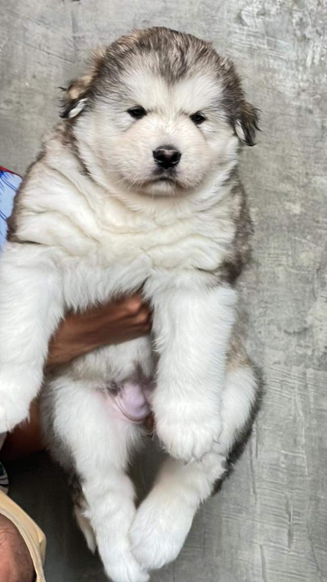 ลูกหมาอลาสกัน (Alaskan Malamute) 3