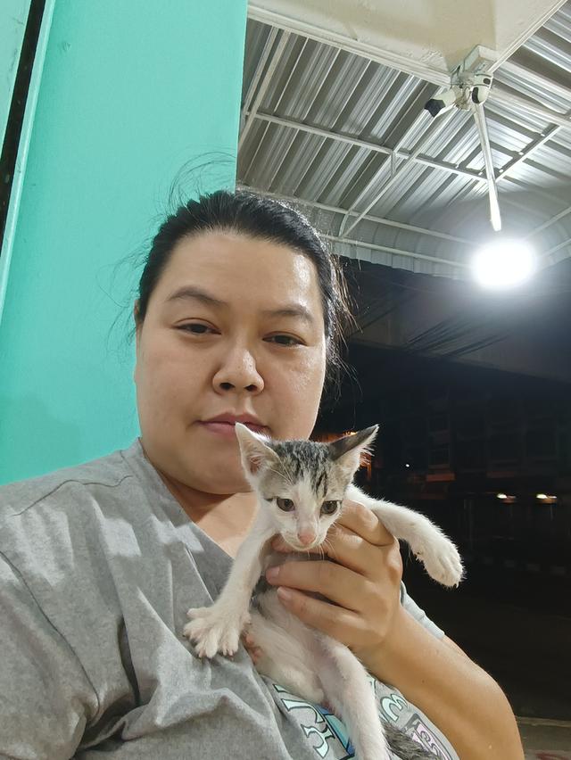 แมวไทย อายุ2ด อยู่กทม 3