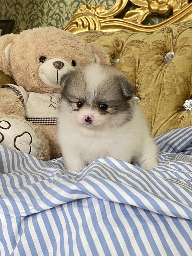 ลูกปอมแท้ อายุ2เดือน มีบริการจัดส่งถึงบ้าน 4