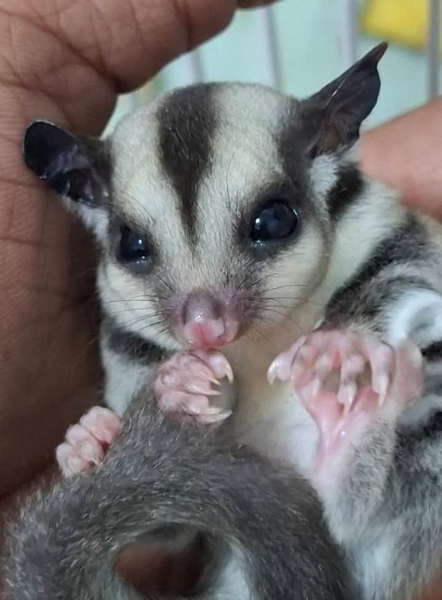 Sugar Glider สองตัวราคาถูก 3