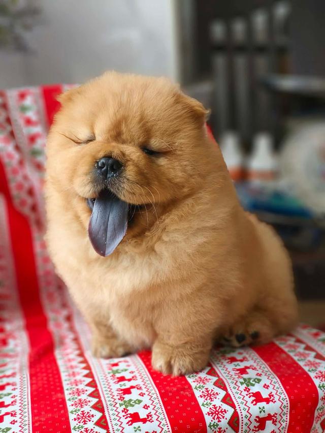 ลูกสุนัข พ่อน้องนำเข้าจากจีนคับ 🐶🇨🇳
