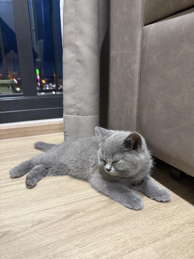 แมว british shorthair