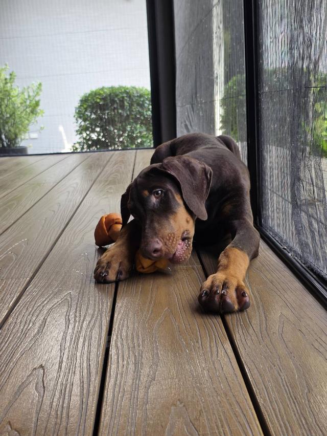 ลูกหมา Doberman Pure Bred Champion Line เพศเมีย สีแดง มี 3 ตัว มี Pedigree/Certificate ตัดหางแล้ว รูปที่ 12