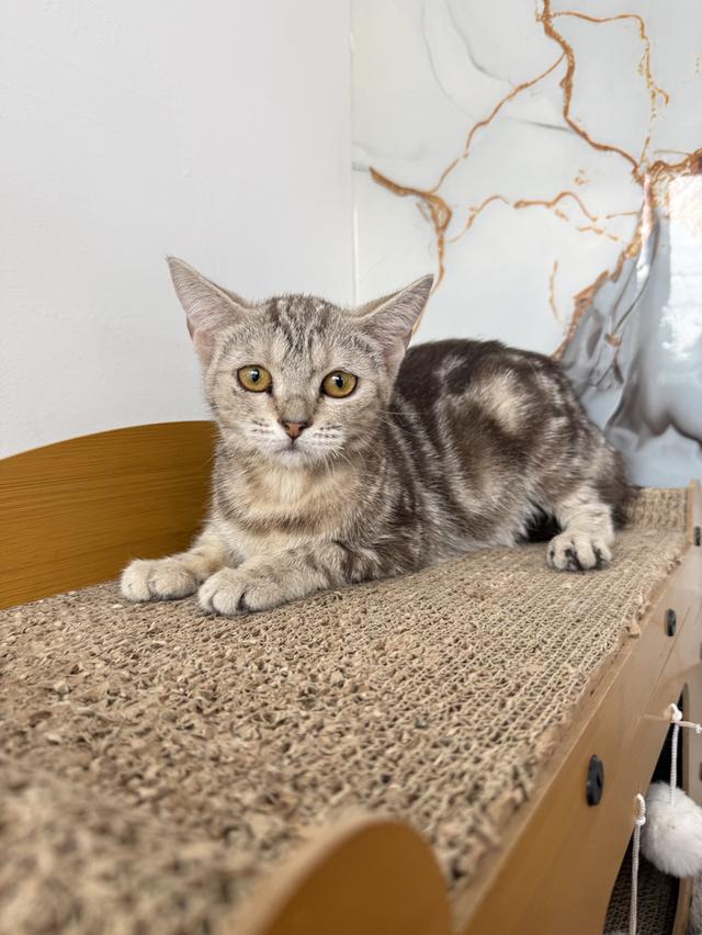 ลูกแมวอเมริกันช็อตแฮร์