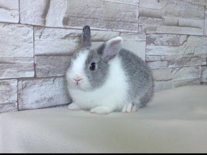 กระต่ายดัตช์ 3