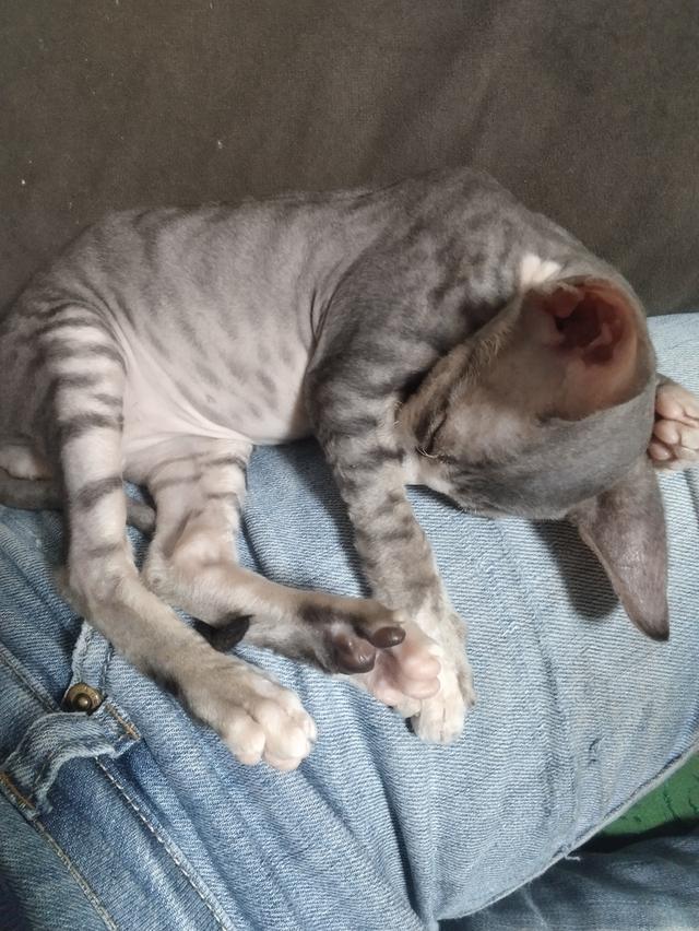 แมวสฟิงซ์ เพศชาย เกิด18/1/2569 รูปที่ 12