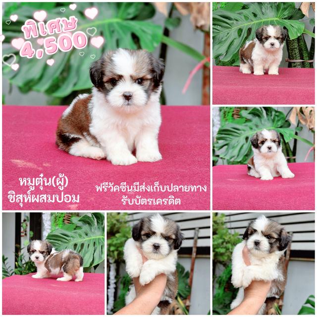 ชิสุห์ผสมปอม4หนุ่มหล่อ 5