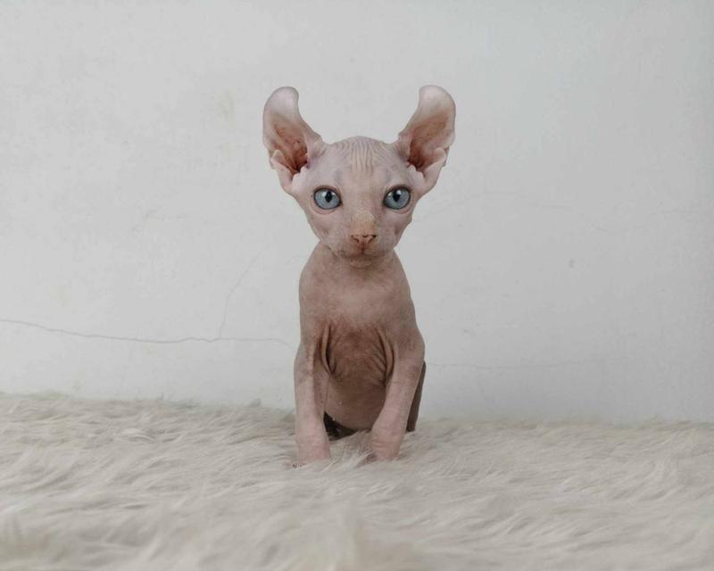 32.แมวเอลฟ์/เพศเมีย หาบ้าน Elf Cat/Female looking for a new home 4