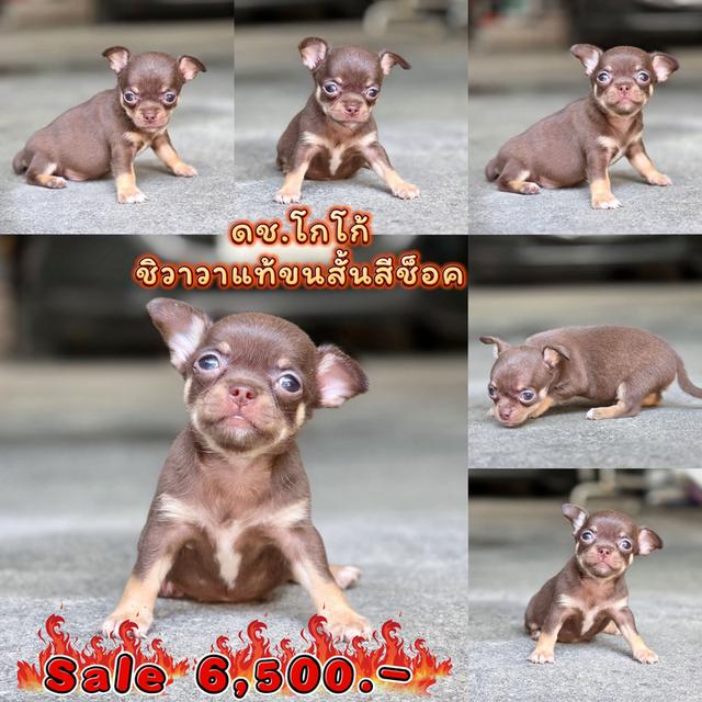 ชิวาวาแท้ ขนสั้นสีช็อค