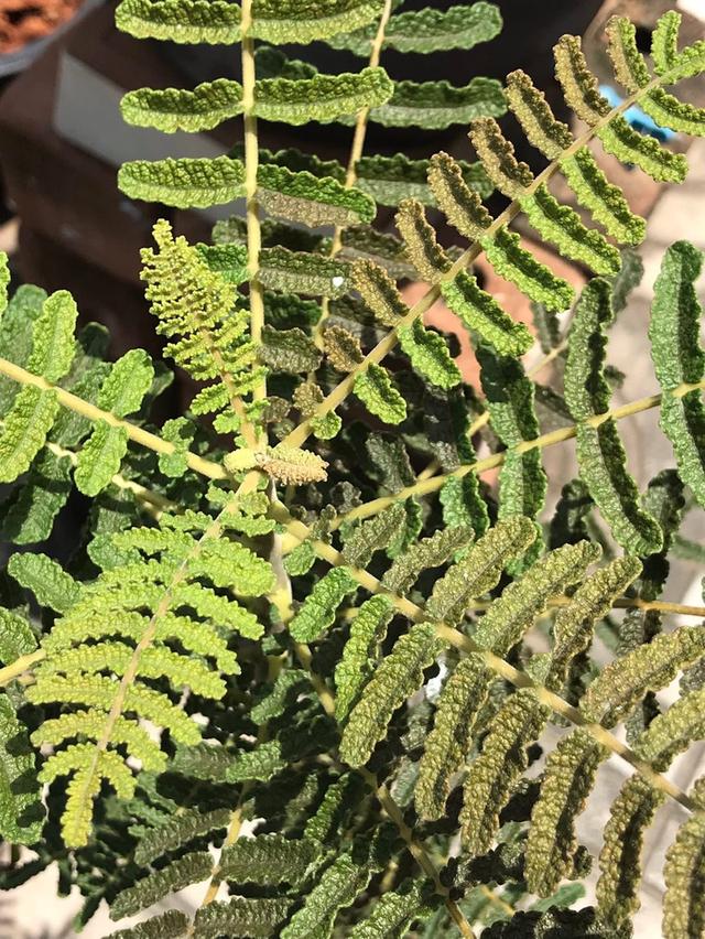 ไม้ยางหอม Boswellia bullata 4