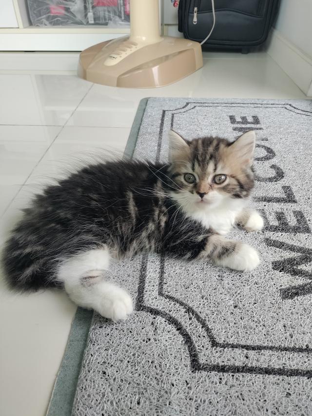 Scottish fold