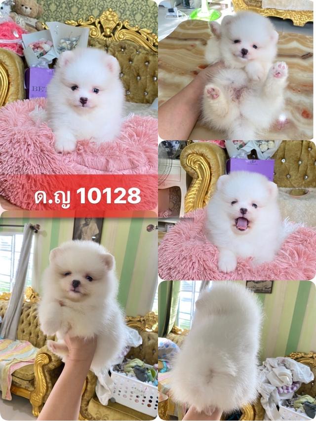 จำหน่ายน้องสุนัขปอมเมอเรเนียนแท้