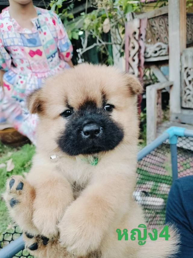 เชาเชาหาบ้าน 2