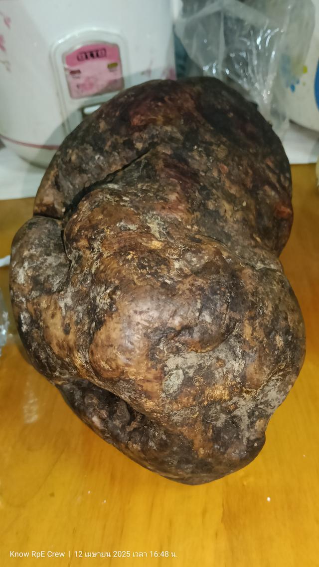 AMBERGRIS อ้วกวาฬ อำพันทะเล