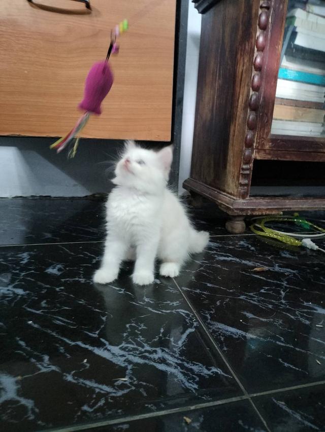 ลูกแมวผสมเปอร์เซีย