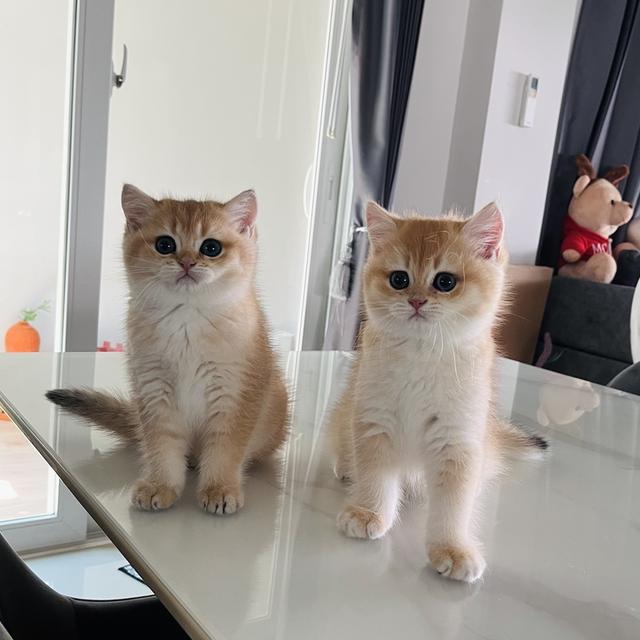 เปิดจองเด็กๆ บริติชช็อตแฮร์ รูปที่ 2