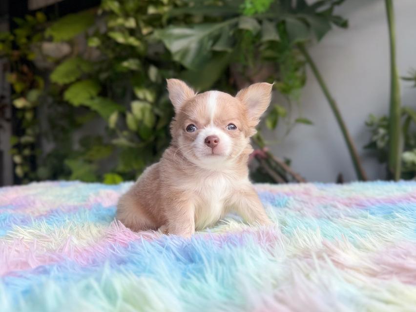 ชิวาวาแท้ขนยาว เพศผู้ พร้อมย้ายบ้าน 10