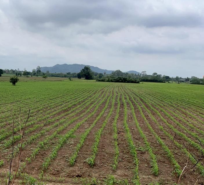 ขายที่ดินสีม่วงลาย จ.สระบุรี ไร่ละ 4.9แสน 4