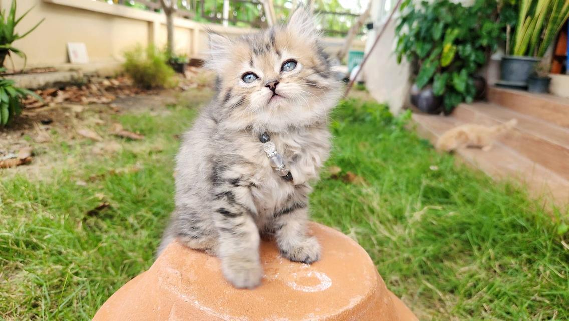 สกอตติชโฟล์หูพับ+เปอร์เซีย รูปที่ 7