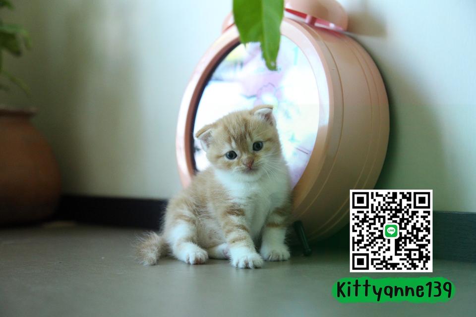 แมวสก็อตติชโฟลด์แท้แบ่งเลี้ยง 11