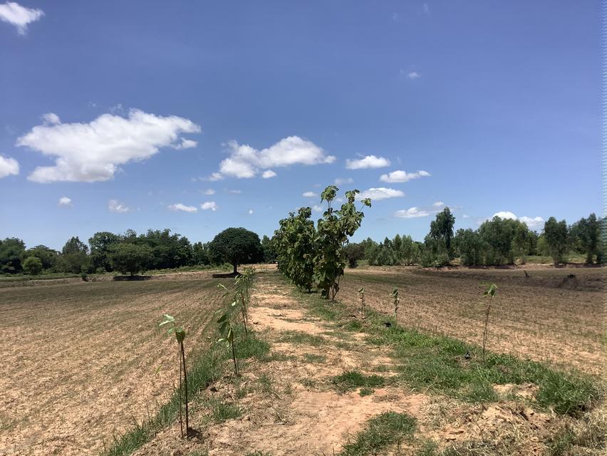 ขายที่สวนโคกหนองนา และบ้านสวน(เจ้าของขายเอง)ร้อนเงิน 4