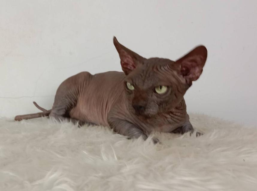 17.แมวสฟิงซ์/เพศผู้ หาบ้าน Sphynx Cat/Male looking for a new home 3