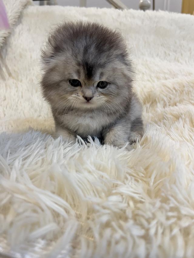 แมว สก๊อตติชแท้หูพับ ดญ 😁🔥🔥🔥🔥 8