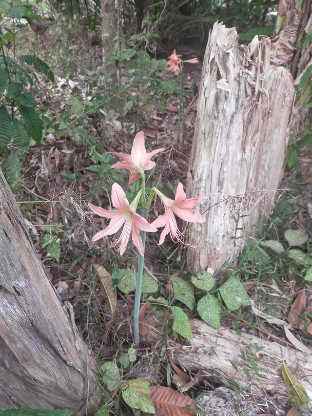 ต้นไม้มงคลว่านสี่ทิศ