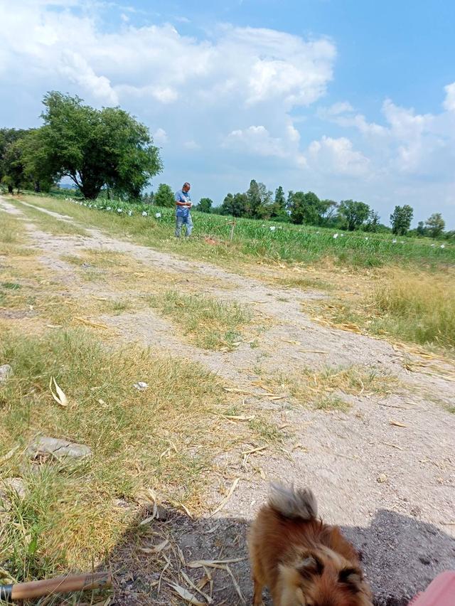 ที่ดินเปล่าแปลงเล็กราคาถูก 3