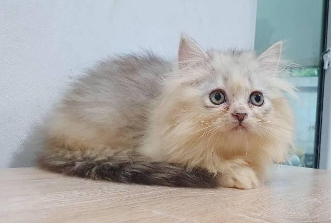 แมวเปอร์เซียพระรามสอง