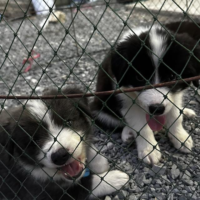 Border collie 100%