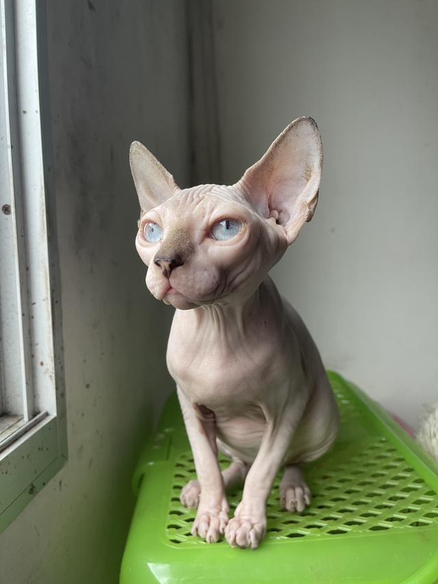 แมวสฟิงซ์เพศเมีย 5เดือน ฉีดวัคซีนแล้ว มาดูได้ที่ลาดกระบัง 2