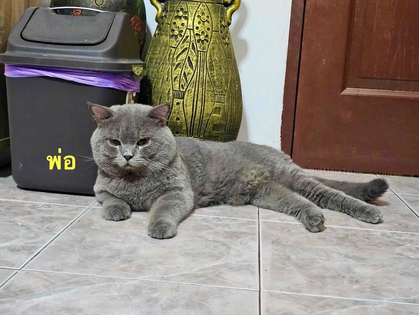 หนุ่มน้อย บริติชช๊อตแฮร์ อายุ3เดือน