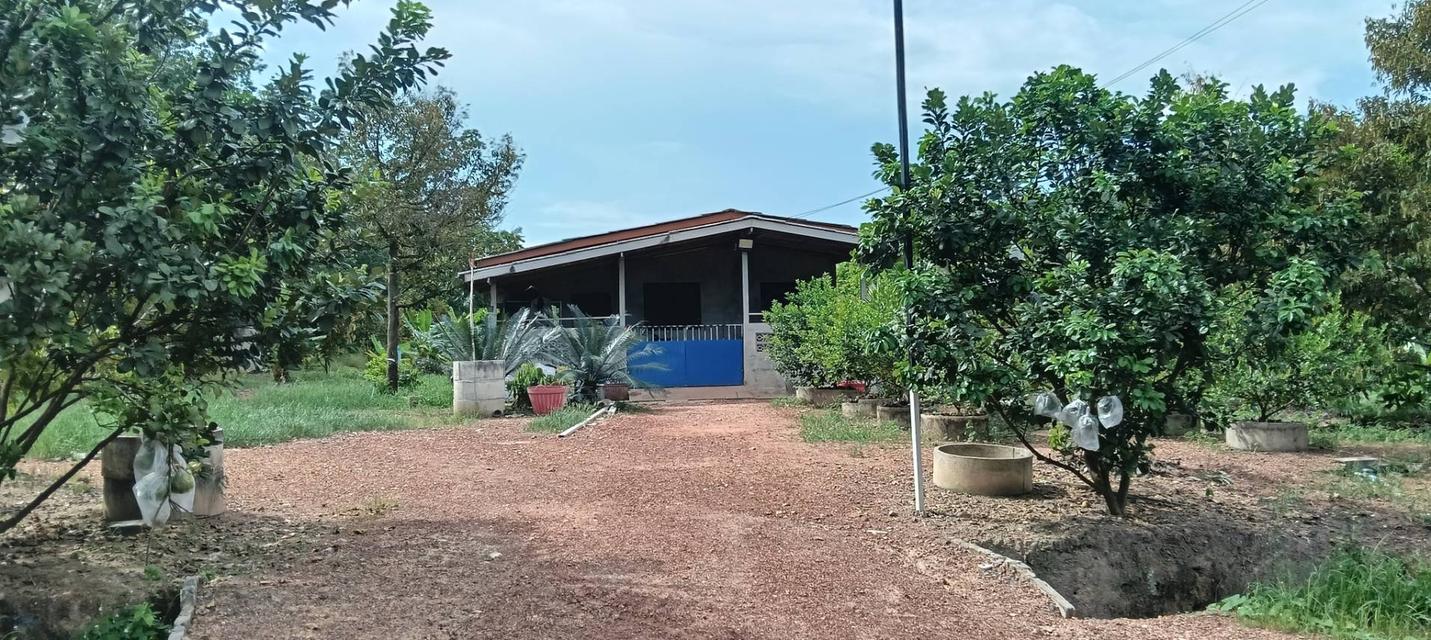 ที่ดินพร้อสวนทุเรียนพร้อมบ้าน 4