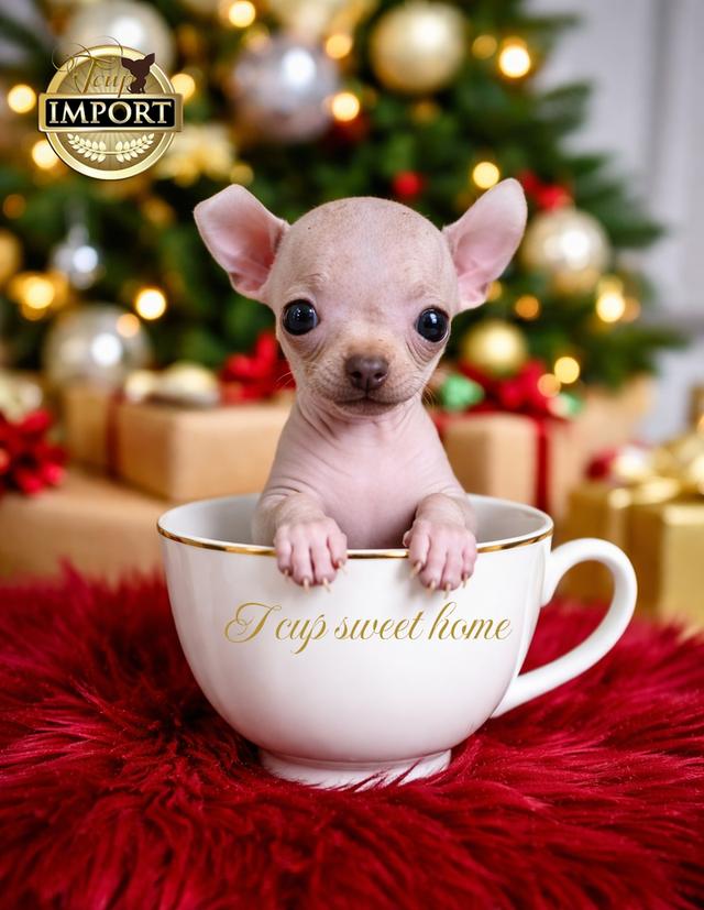 🇹🇭ชิวาวาไร้ขน หนึ่งเดียวในไทย(T CUP SWEET HOME)